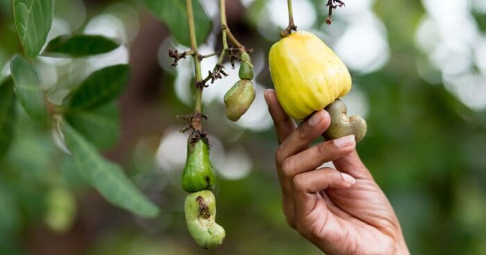 Kešu rastie na strome ako kôstka kešu jabĺčka. Tento strom sa volá obličkovec západný a nájdete ho na tropických plantážach.