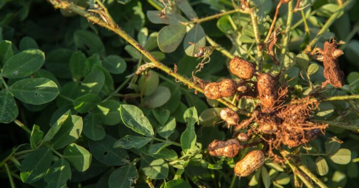 Plodom podzemnice olejnej je struk obsahujúci semená s typickým fialovočerveným papierovým obalom. Plody poznáte pod názvom arašidy.