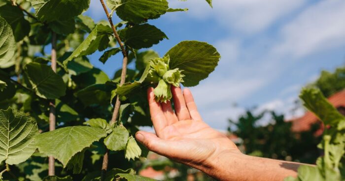 Nezrelé plody na lieske obyčajnej.