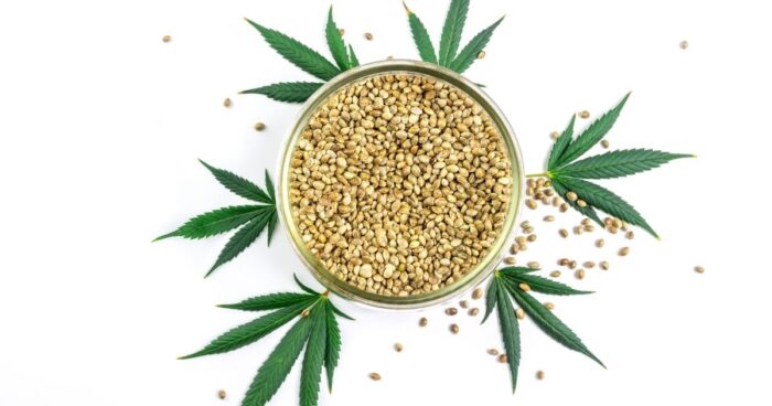 Údajne to bol Krištof Kolumbus, kto ako prvý priniesol konopné semienka americkým Indiánom.