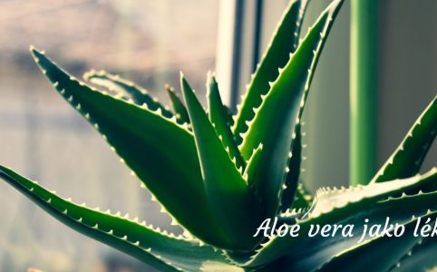 Aloe vera: Liek pri spálení od slniečka