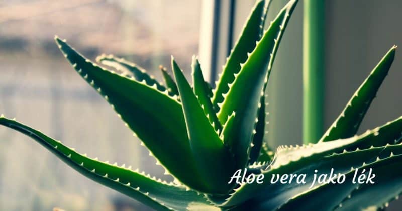Aloe vera: Liek pri spálení od slniečka