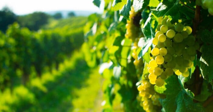 Rozinky jsou sušené hrozny, které nejenže dodávají pokrmům bohatou a sladkou chuť, ale mají i širokou škálu výhod pro naše zdraví. Díky svému jedinečnému procesu sušení si uchovávají koncentrovanou formu přírodních cukrů a živin.