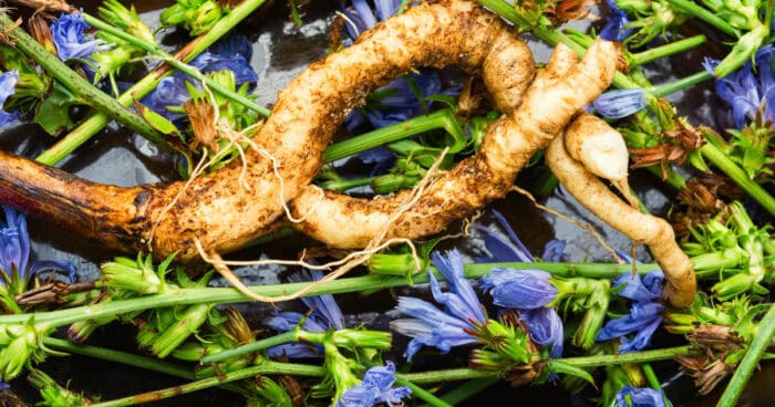 Ako usušiť koreň čakanky.