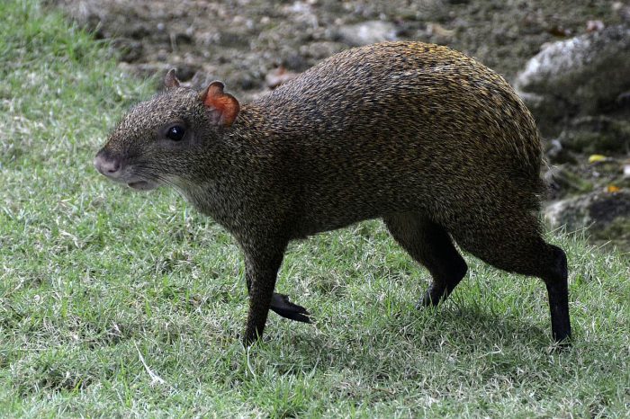 Agouti (paka) – jediné zviera, ktoré rozlúskne škrupinu para orecha